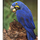 Hyacinth Macaw Eating Piassava Palm Nuts, Cerrado, Brazil-Canvas Art-24''X36''