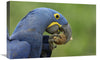 Hyacinth Macaw In Cerrado Habitat Eating Piassava Palm Nuts, Brazil-Canvas Art-24''X16''