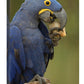 Hyacinth Macaw In Cerrado Habitat Eating Piassava Palm Nuts, Brazil-Canvas Art-20''X30''