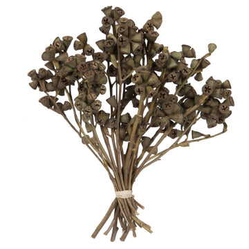 11''X2-4'' Conical Gum Branch 20Pc Bunch