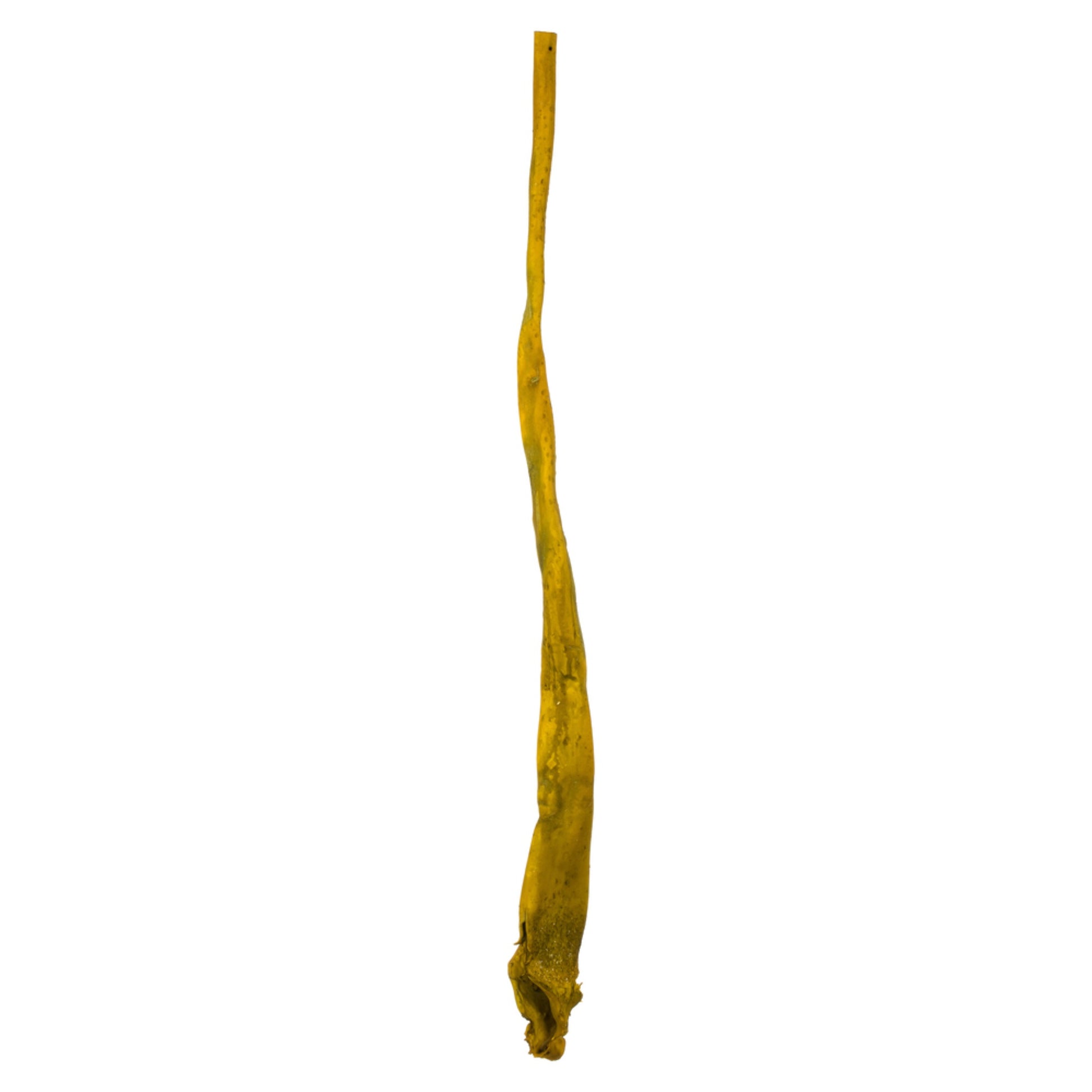 36-38'' Basil Sea Kelp - 1/Pk