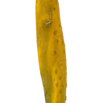36-38'' Basil Sea Kelp - 1/Pk