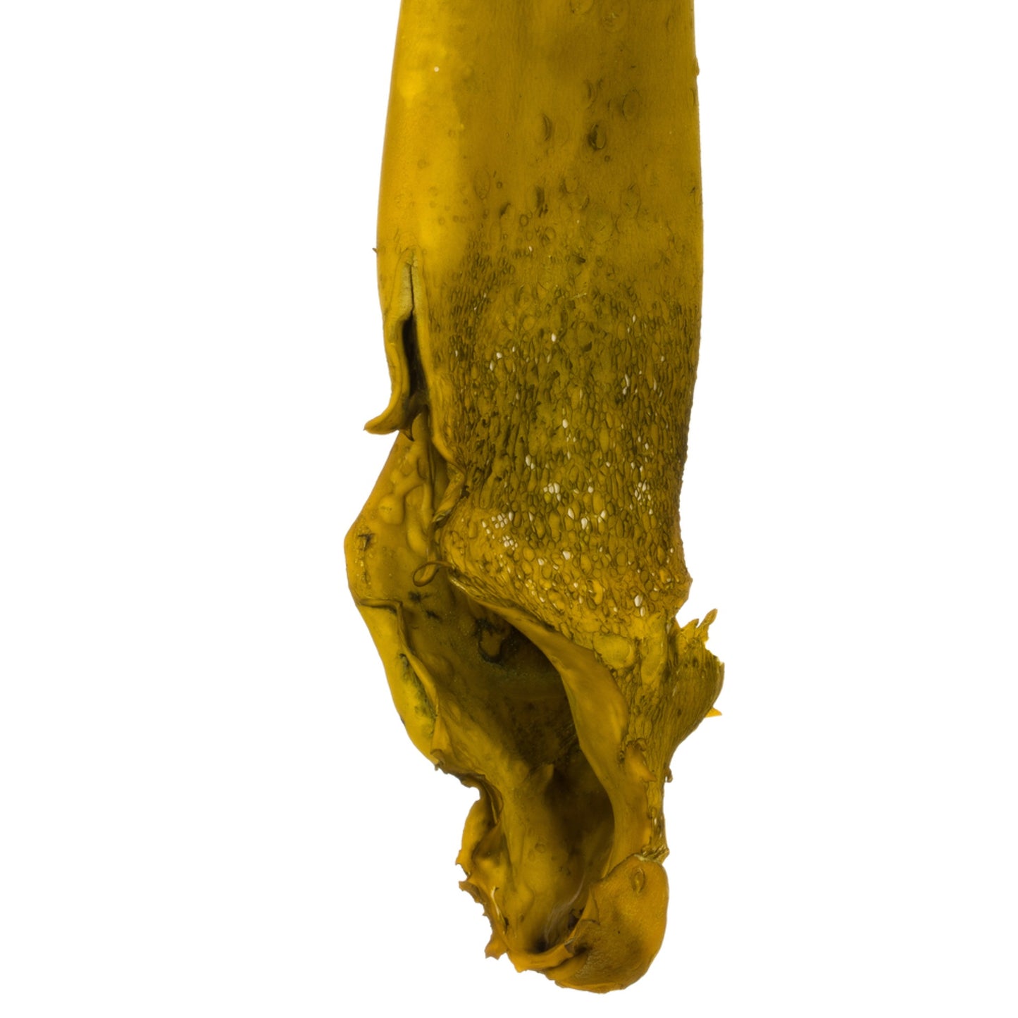 36-38'' Basil Sea Kelp - 1/Pk