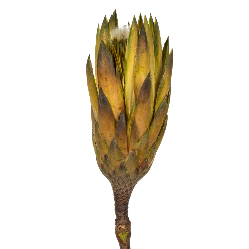 Vickerman 8-12" Basil Repens - Natural Stem - Bulk Case, 180 Pieces, Dried