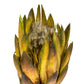 Vickerman 8-12" Basil Repens - Natural Stem - Bulk Case, 180 Pieces, Dried