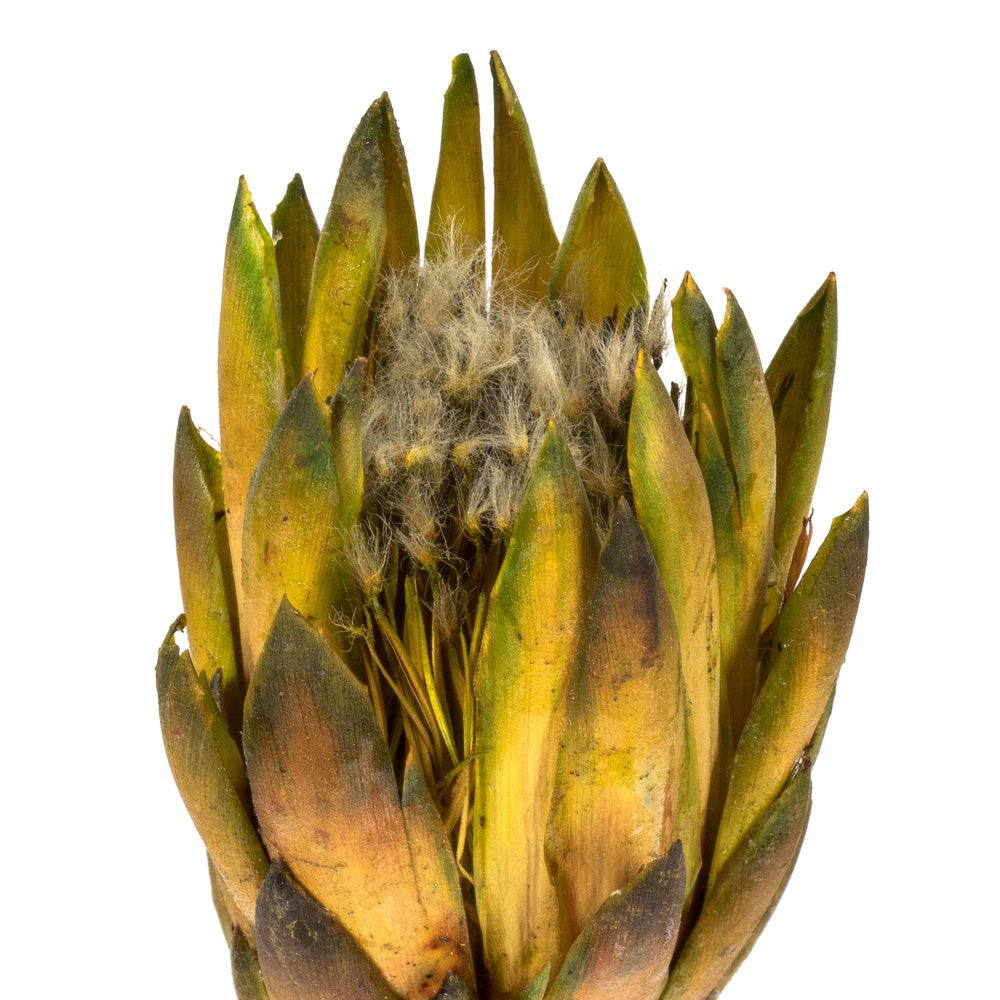Vickerman 8-12" Basil Repens - Natural Stem - Bulk Case, 180 Pieces, Dried