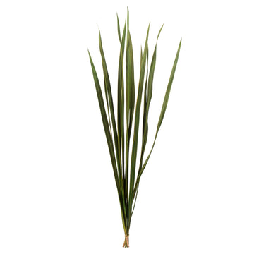 18-30'' Basil Snake Grass - 36 Stems