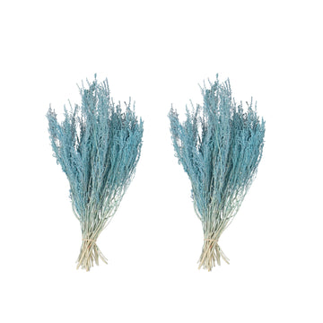 14-18'' Baby Blue Stoebe 5Oz Bundle 2Pk