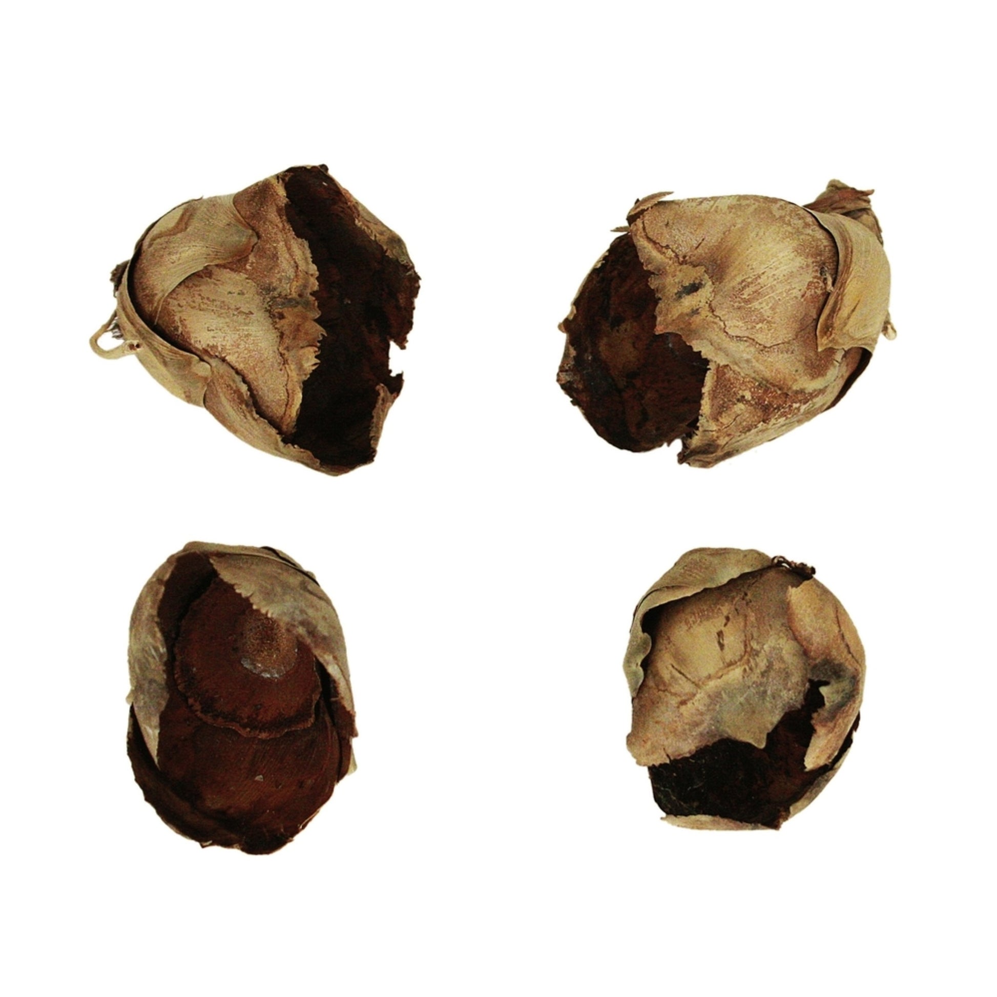 2-3'' Natural Cacho Pods 60/Cs