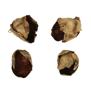 2-3'' Natural Cacho Pods 60/Cs