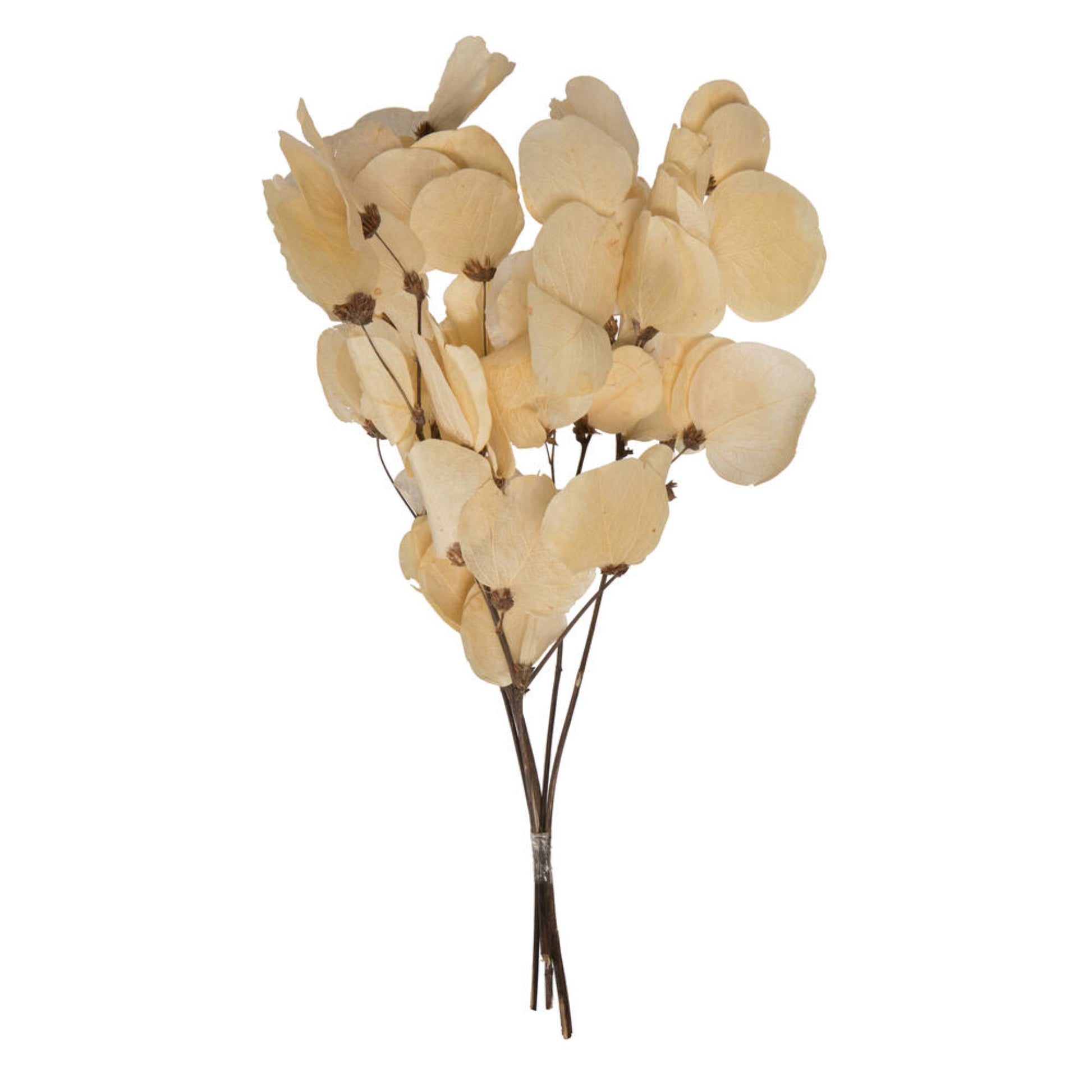 Vickerman 13.5-17'' Bleached Dried Moneta Leaf on Twig Bundle Preserved.