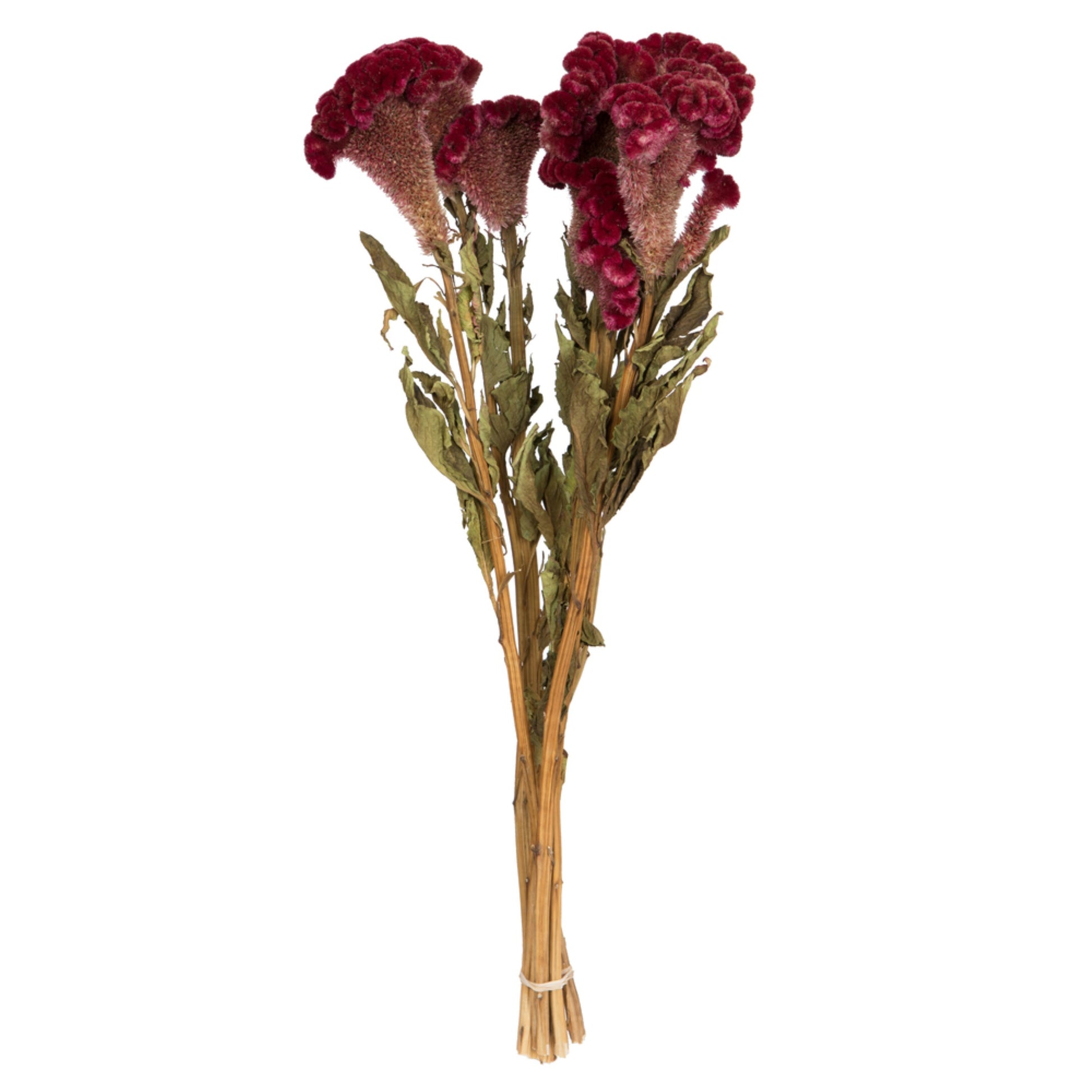 Vickerman Natural Botanicals 18-24'' Burgundy Dried Celosia Coxcomb 4 Oz. Bunch.
