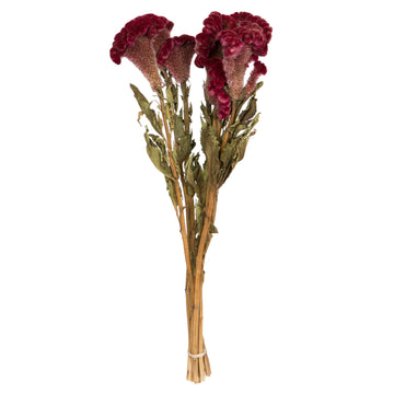 Vickerman Natural Botanicals 18-24'' Burgundy Dried Celosia Coxcomb 4 Oz. Bunch.