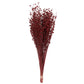 Vickerman Natural Botanicals 20-22" Red Dried Flax Linum, 4 Oz. Bunch.