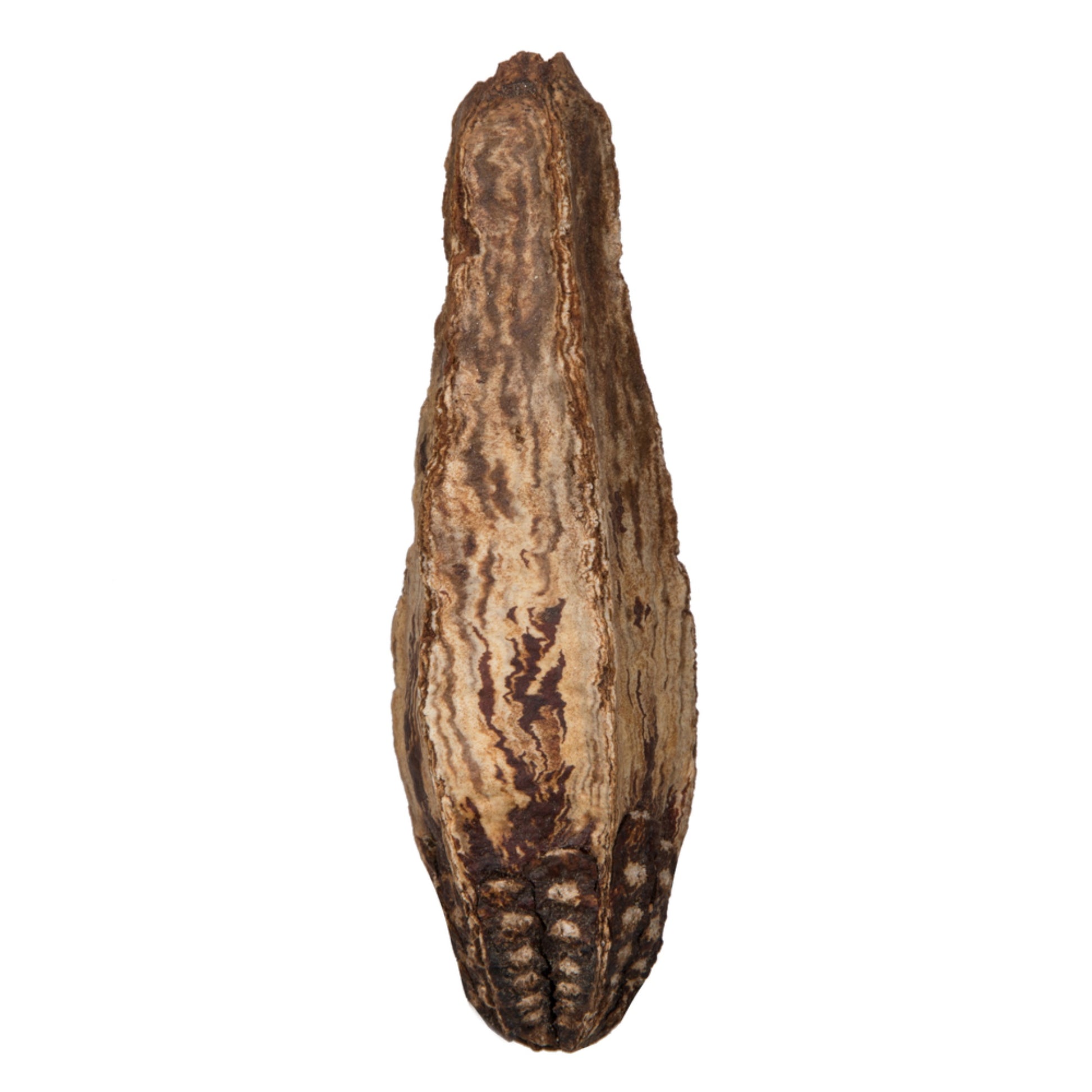 2.8'' Mahogany Pods Natural 100/Pk