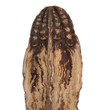 2.8'' Mahogany Pods Natural 100/Pk