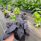 Red Rubin Basil, Herbs