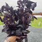 Red Rubin Basil, Herbs