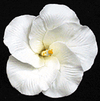 Hibiscus Flower - Medium White - 16ct
