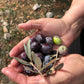 Extra Virgin Olive Oil from Kores Estate
