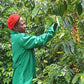 Mr. Mann's (Farm to Cup coffee from Highlands Global Coffee)