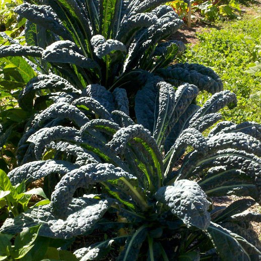 Lacinato, Kale