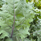 Red Russian, Kale