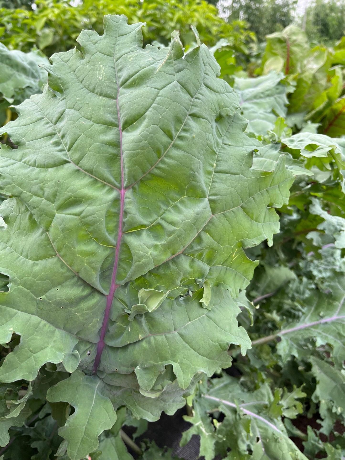 Red Russian, Kale
