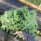 Red Russian, Kale