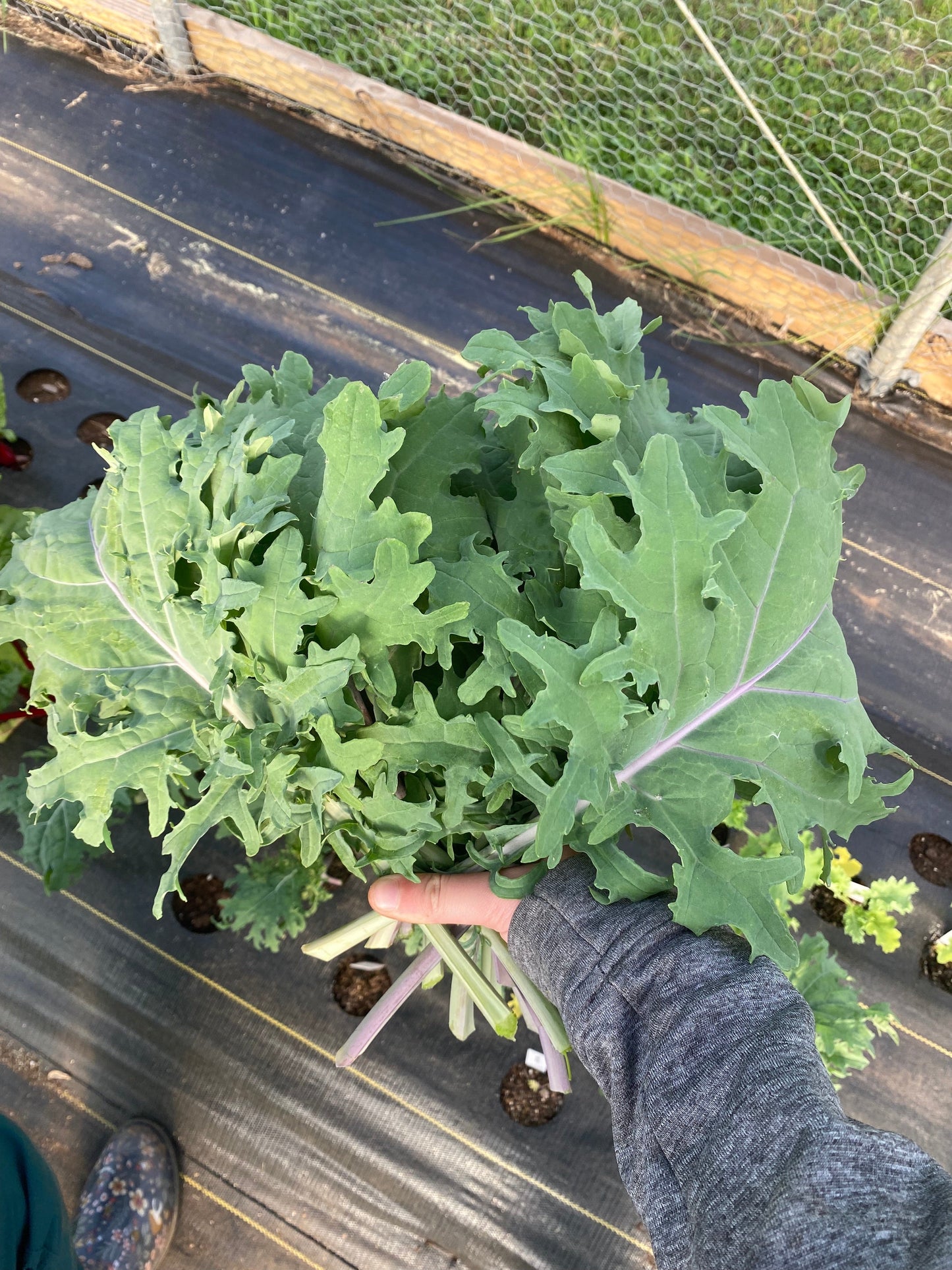 Red Russian, Kale