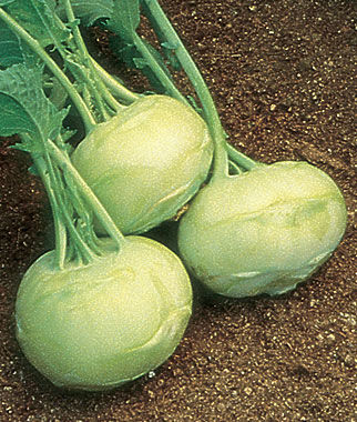 Early White Vienna, Kohlrabi