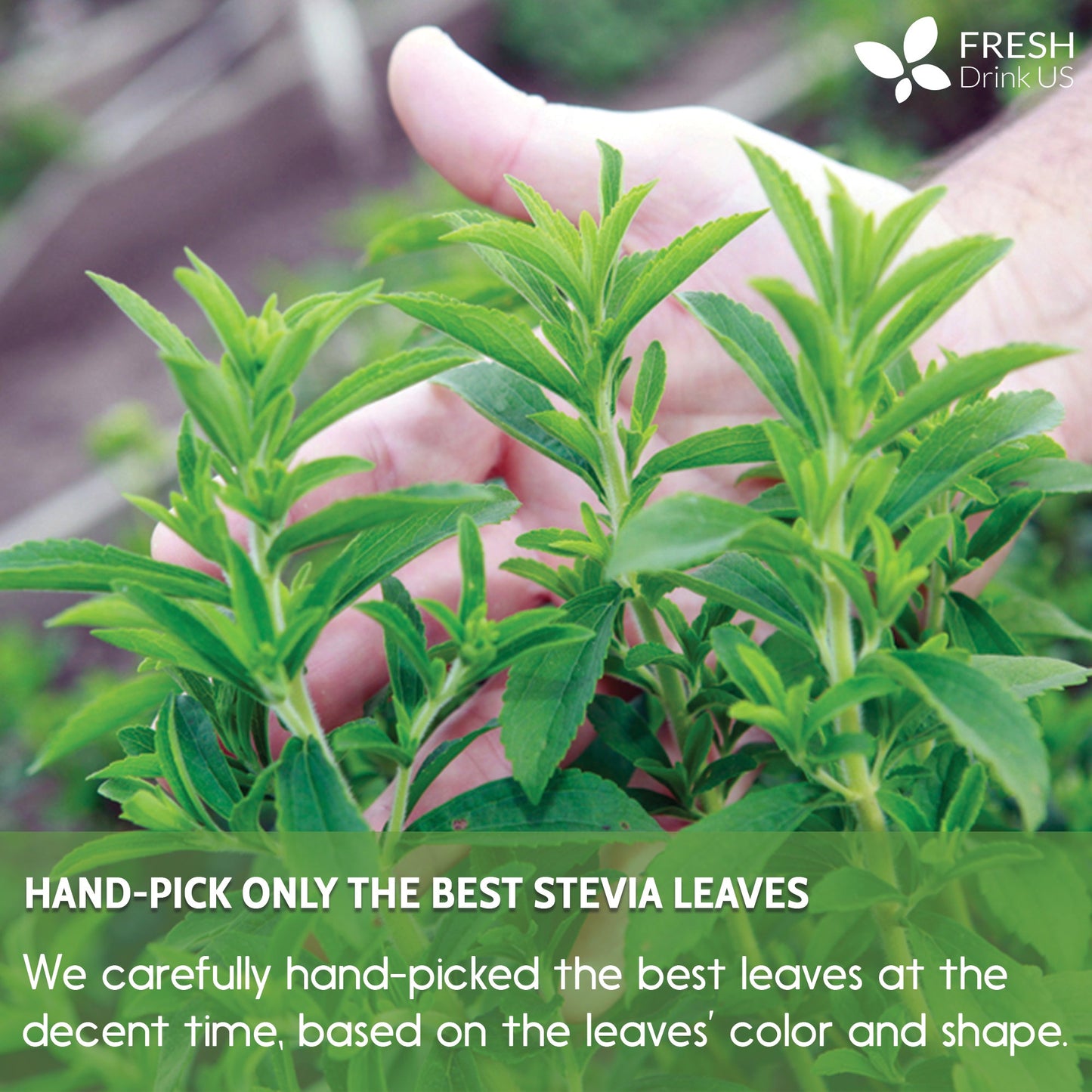 Stevia Leaf Tea Bags, 100% Natural & Pure Stevia leaves, Eco-Conscious Tea Bags, Stevia Herbal Tea. Stevia Leaf Tea. No Sugar, No Caffeine, No Gluten, Vegan