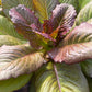 Brune D'Hiver Romaine, Lettuce