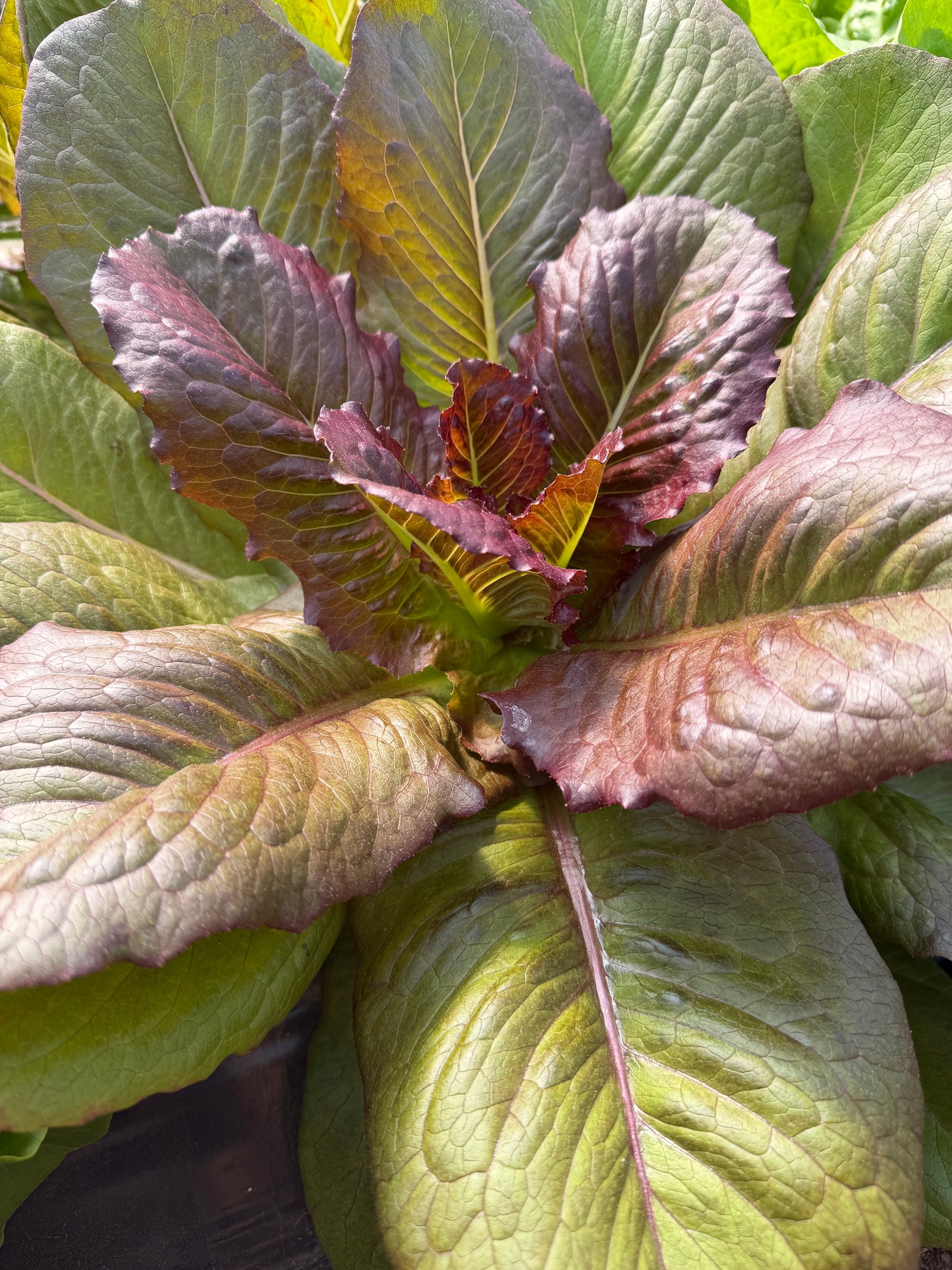 Brune D'Hiver Romaine, Lettuce