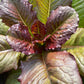 Brune D'Hiver Romaine, Lettuce