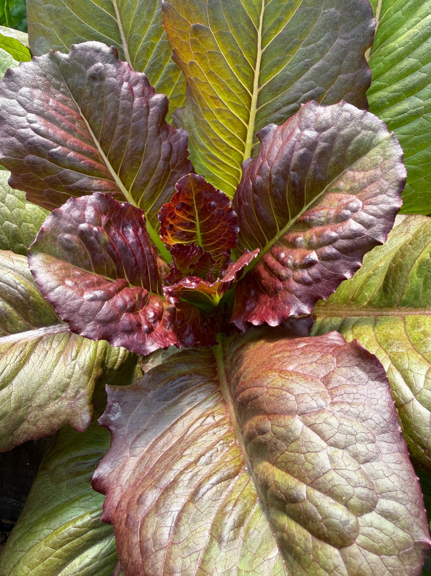 Brune D'Hiver Romaine, Lettuce