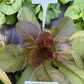 Brune D'Hiver Romaine, Lettuce