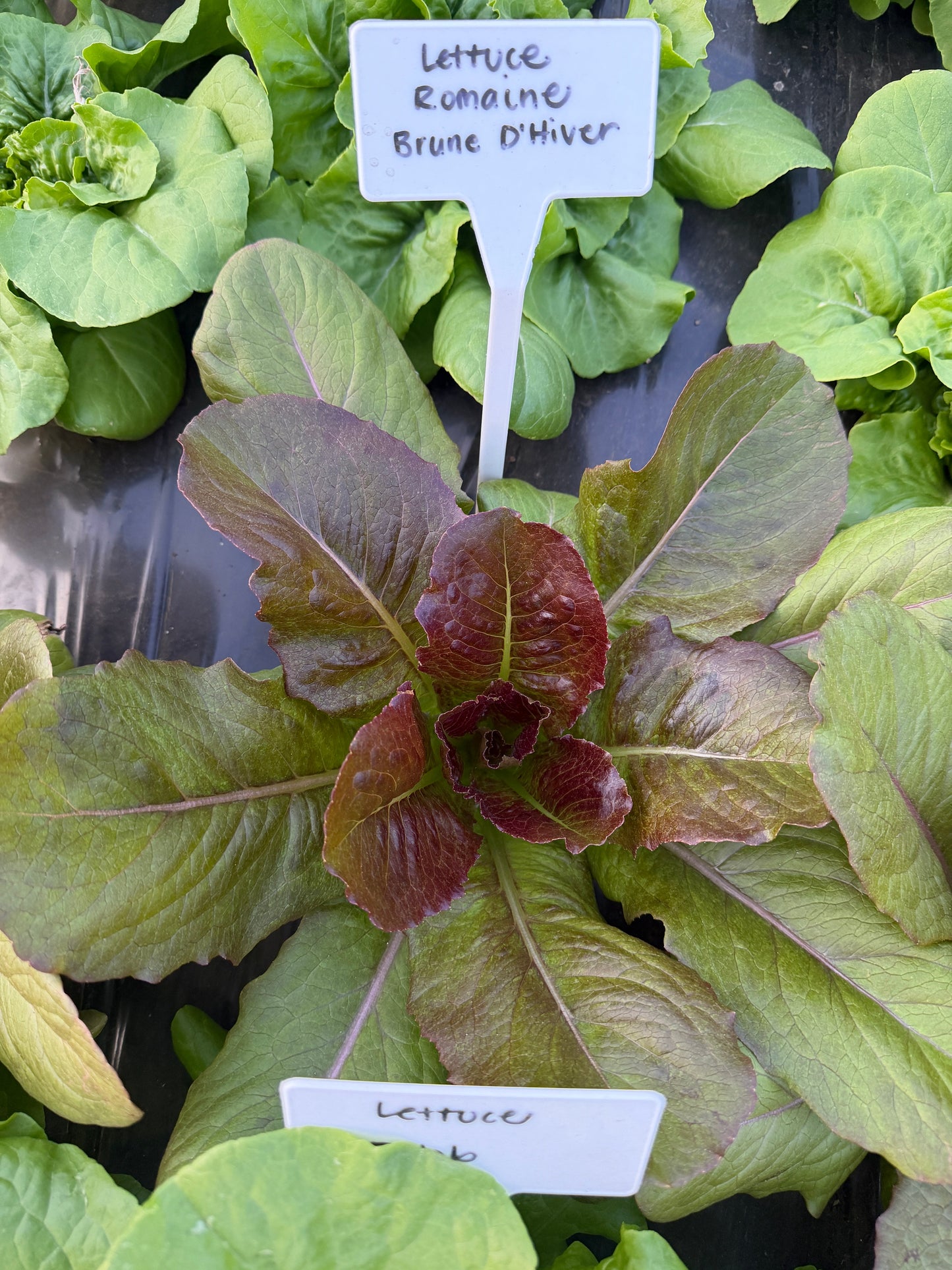 Brune D'Hiver Romaine, Lettuce