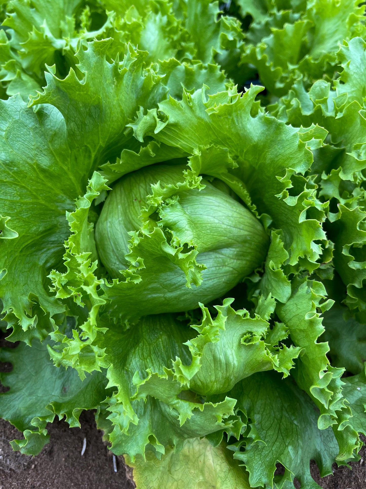 Crisphead, Lettuce