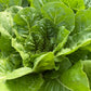 Paris Island Romaine, Lettuce