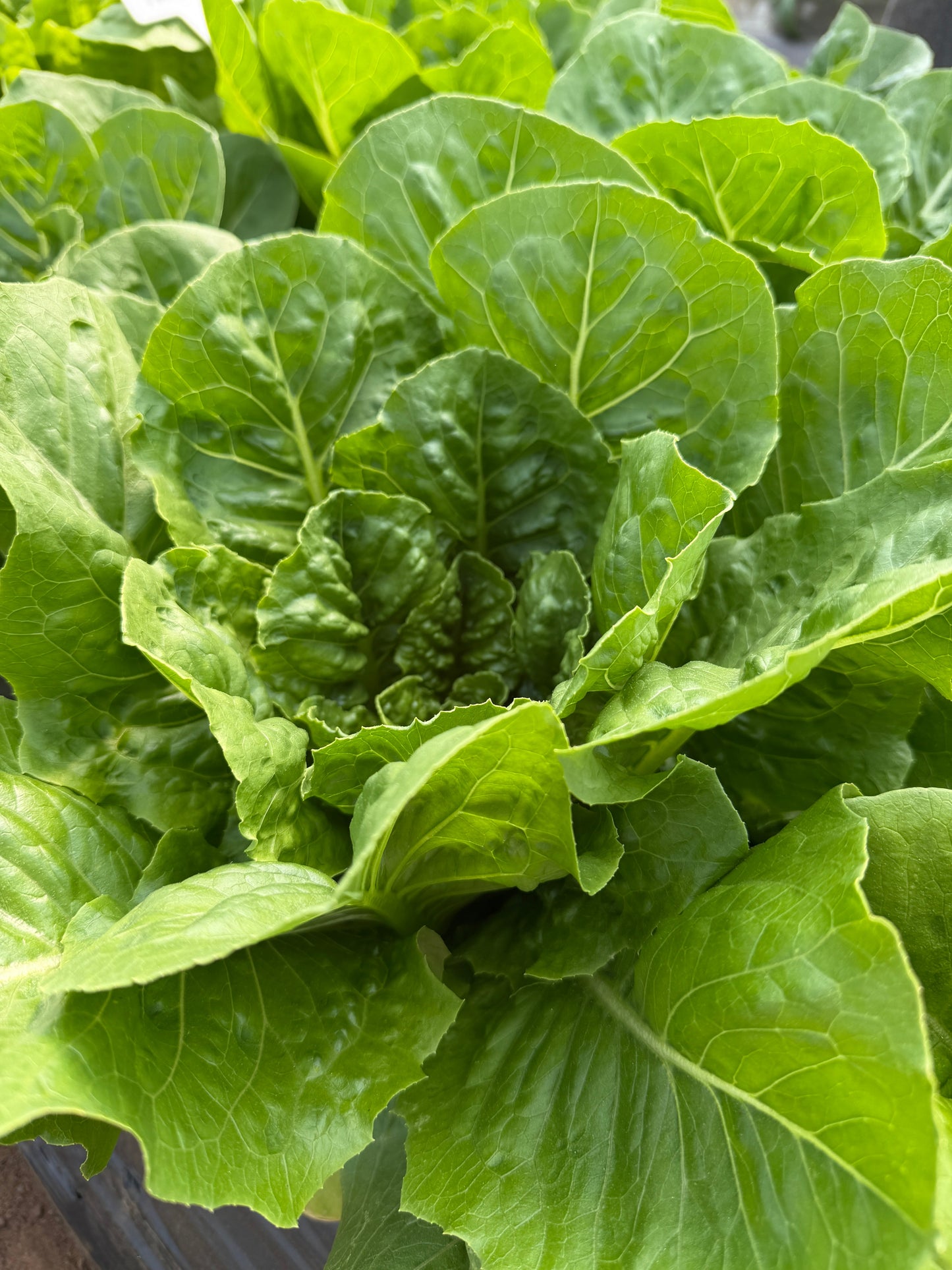 Paris Island Romaine, Lettuce