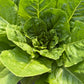 Paris Island Romaine, Lettuce