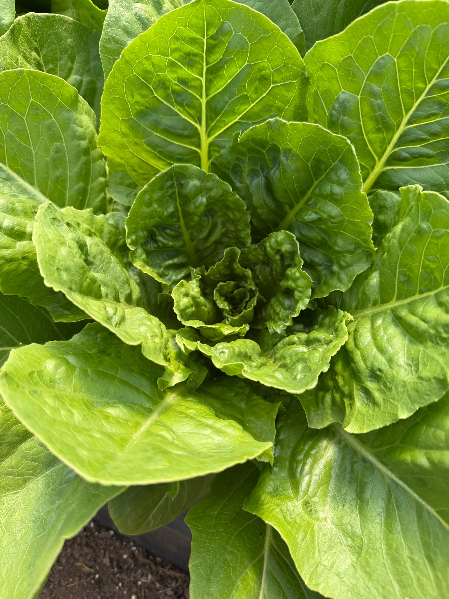 Paris Island Romaine, Lettuce