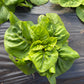 Little Gem Romaine, Lettuce