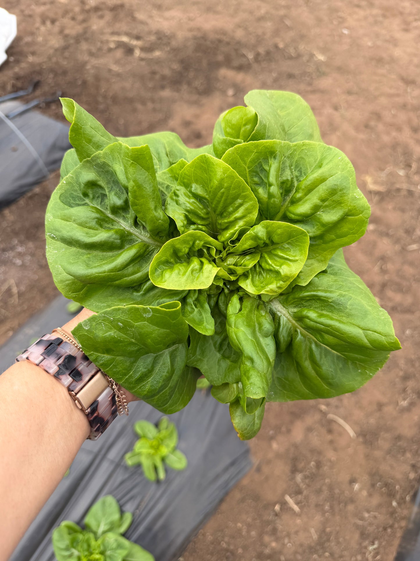Little Gem Romaine, Lettuce