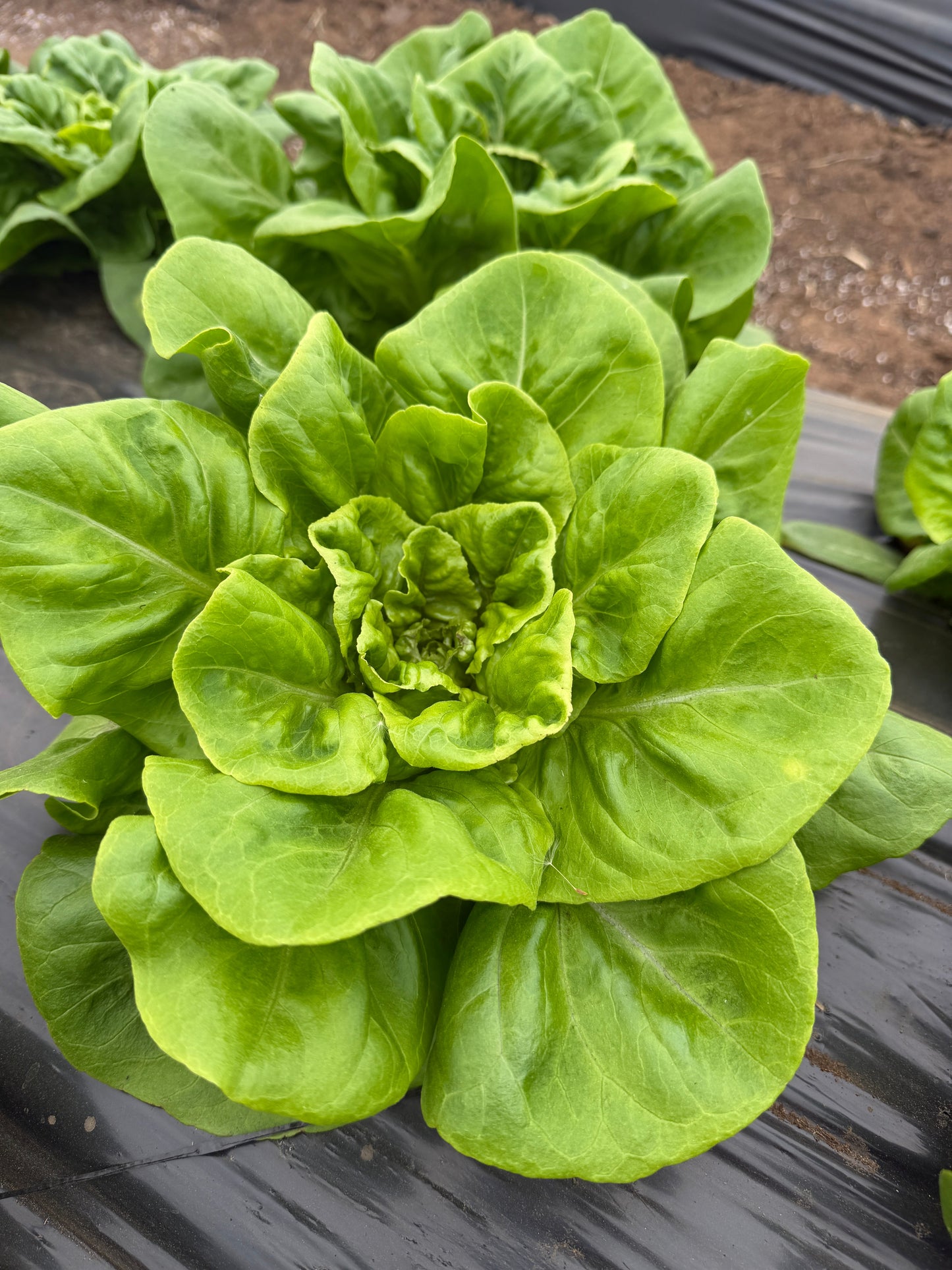 Little Gem Romaine, Lettuce