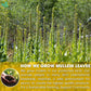 Mullein Leaf Tea Bags, 100% Natural & Pure from Mullein Leaves. Loose Leaf Mullein Herbal Tea. Made with Natural Material Tea Bags. No Sugar, No Caffeine, No Gluten, Vegan.