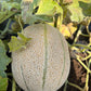 Wapsie Wonder, Muskmelon