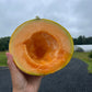 Wapsie Wonder, Muskmelon