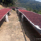 Natural Bolivian Pacamara - Medium Roast - Whole Bean